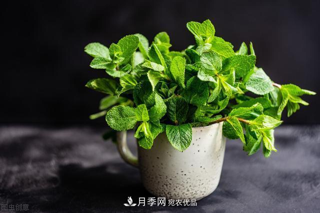 上海发布《窗阳台绿化推荐植物名录》，月季花在列，好不好养来看看(图5)