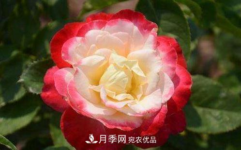 3种“最香月季花”，个个香气四溢、惊艳四座，年年开花(图2)