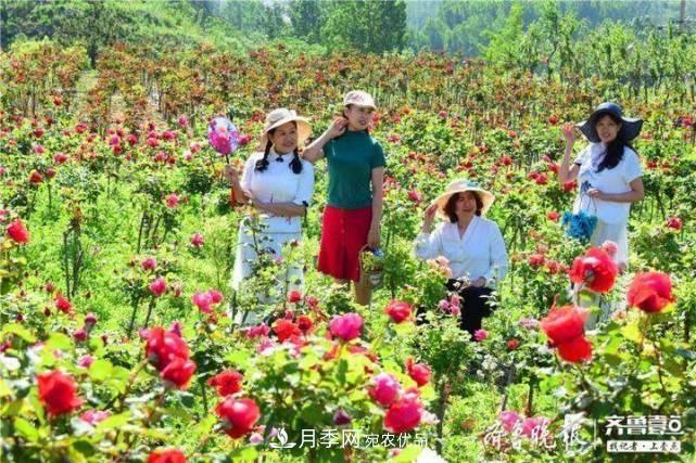 山东淄博沂源60亩月季花竞放，美丽产业助推特色乡村旅游(图2)