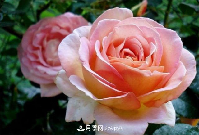 月季发烧友必知的国际10大名贵月季花,谁能养过超过5种