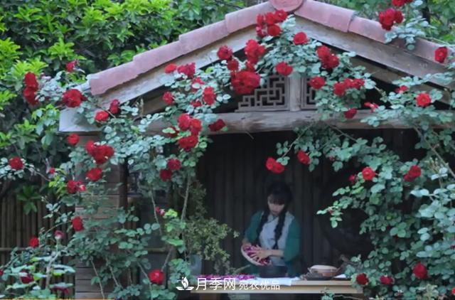 李子柒的红色月季花墙，这个品种，好养易打理(图1)