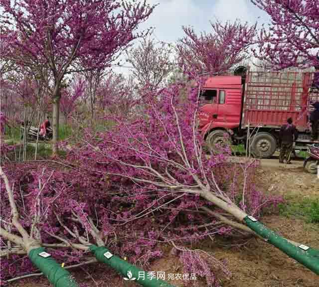河南鄢陵：花木销售好于预期(图2)