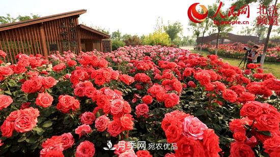 花卉产业展国门风采 月季增植引领北京大兴区花卉产业飞速发展(图1)
