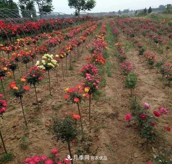 安徽安庆：历经八年培育多彩月季 高颜值市花明年现身园林景观(图1)