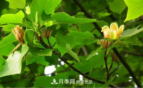 你所不了解的木兰科植物，含笑，鹅掌楸，木莲(图2)