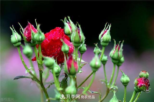 月季秋天如何养护？要“修”又要“防”，两手抓才能长势良好(图1)