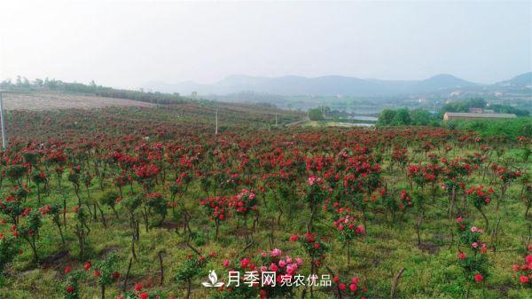 湖北荆门钱场镇月季产业蜕变“美丽经济”(图1)