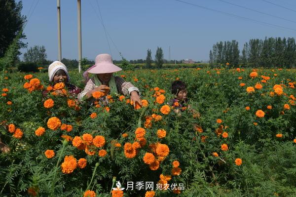 平顶山汝州温泉镇：千亩万寿菊开出致富花(图1)