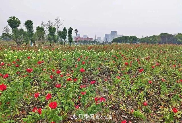 上海松江10万平方米月季小镇9月底完工，十一等你来打卡(图4)
