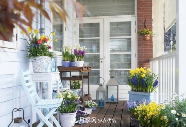 上海发布《窗阳台绿化推荐植物名录》，月季花在列，好不好养来看看(图1)