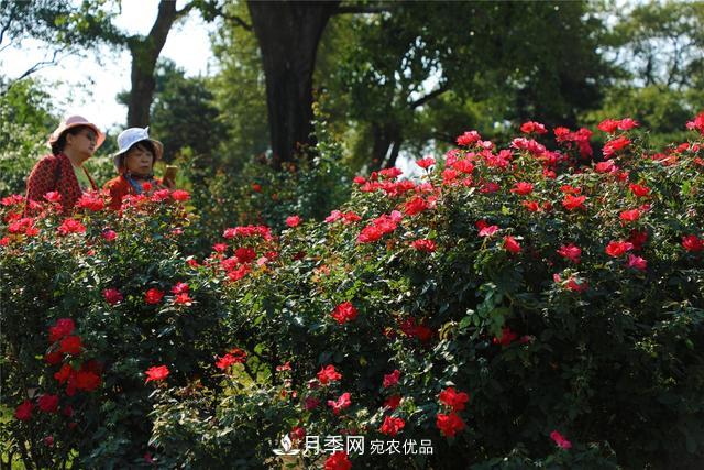 北京植物园10万株月季迎花期(图1)