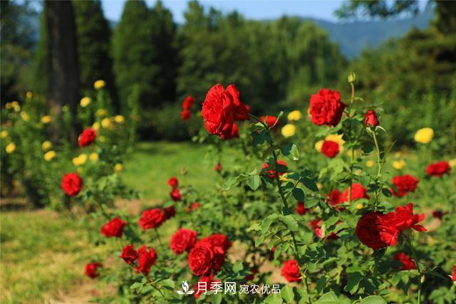 等你来！北京植物园10万余株月季陆续进入花期(图2)