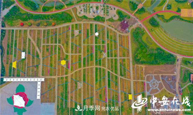 探访第十届中国月季展览会 2000多种月季花月底绽放(图6)