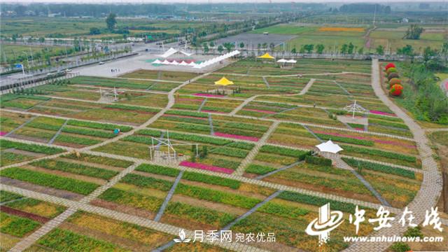 探访第十届中国月季展览会 2000多种月季花月底绽放(图7)