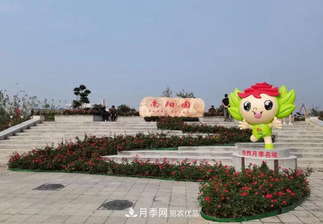 第十届中国月季展览会，南阳园和郑州园亮相(图2)