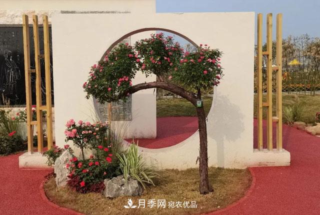 第十届中国月季展览会，南阳园和郑州园亮相(图3)