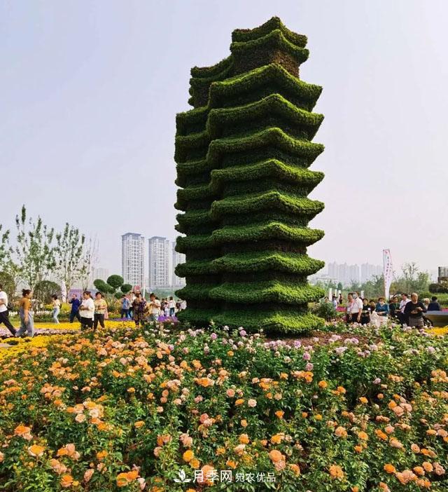 第十届中国月季展览会，南阳园和郑州园亮相(图4)