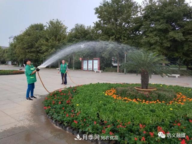 美！6万盆景观花卉扮靓郑州巩义城区(图5)
