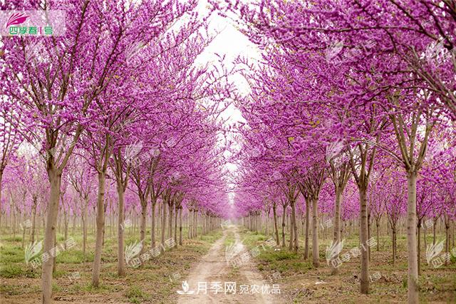 四季春1号，河南鄢陵巨紫荆树为北方城市添彩(图1)