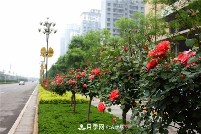 月季之都，陕西韩城市打造月季花海文化名城(相册)(图4)
