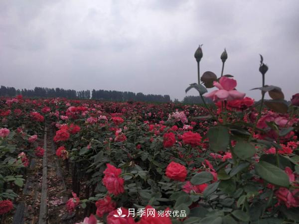 河南方城博望镇：走稳月季“生态+特色”的现代化农业之路(图1)