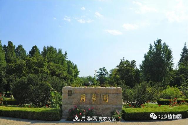 北京植物园月季花海进入盛花期，国庆观赏正当时(图1)