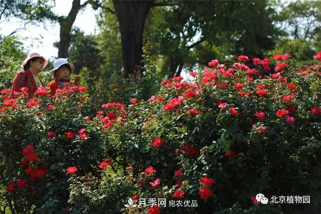 北京植物园月季花海进入盛花期，国庆观赏正当时(图2)