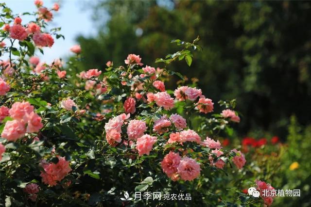 北京植物园月季花海进入盛花期，国庆观赏正当时(图3)