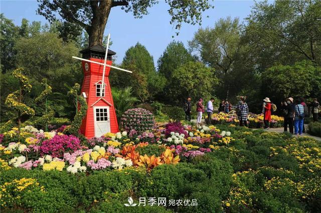 北京植物园第28届市花展开幕，菊花月季是主角(图2)