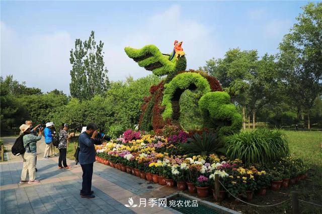 北京植物园第28届市花展开幕，菊花月季是主角(图3)