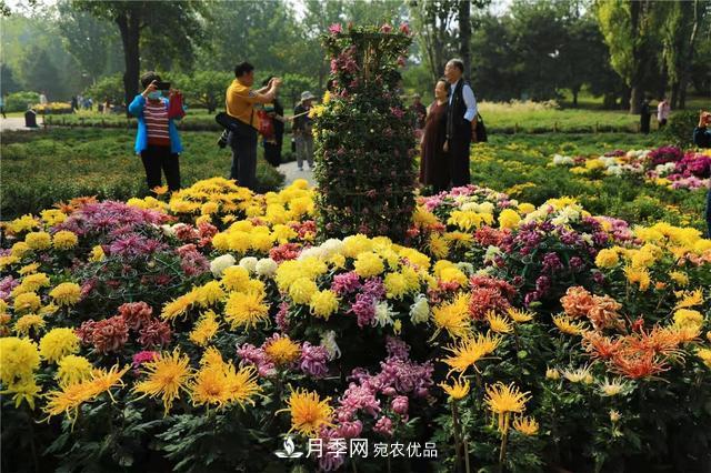 北京植物园第28届市花展开幕，菊花月季是主角(图4)