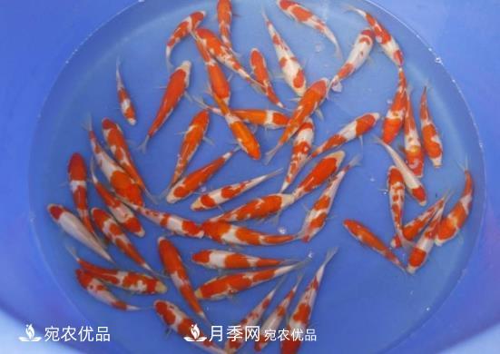 南阳镇平：中国金鱼之乡，中国锦鲤之乡的观赏鱼养殖产业(图3)
