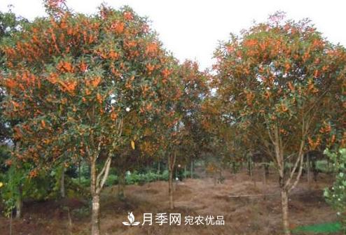 邓州市穰东镇多品种桂花园，丹桂金桂桂花树(图1)