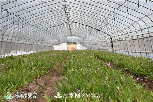 白芨种苗应该怎么挑选？种植方法是什么？南阳基地为你讲解(图2)