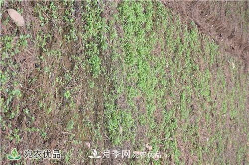 白芨种苗应该怎么挑选？种植方法是什么？南阳基地为你讲解(图1)