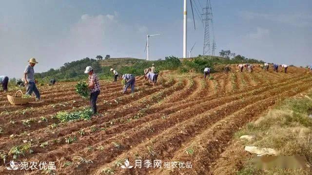 南阳唐河“小红薯”撑起脱贫致富“大产业”(图1)