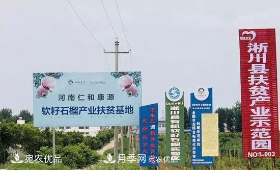淅川县九重镇：软籽石榴特色林果产业助脱贫(图1)