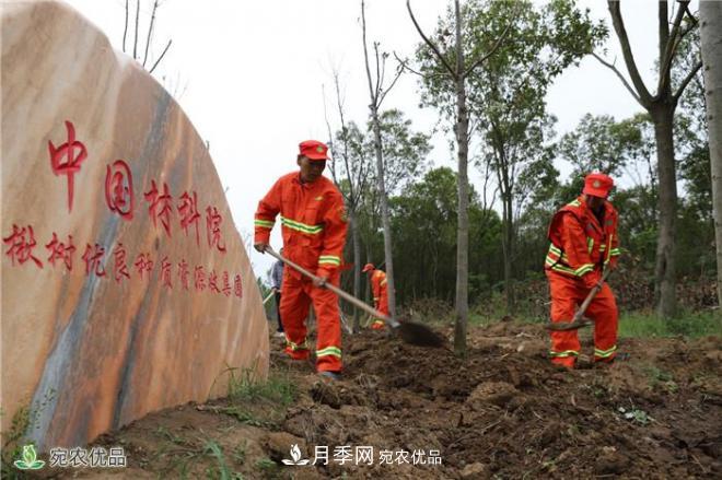 南阳打造林木优良种质资源库——香椿揪树争俏兰湖公园(图2)