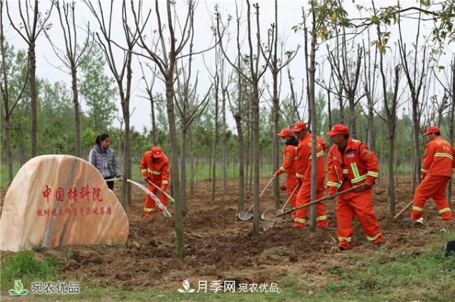 南阳打造林木优良种质资源库——香椿揪树争俏兰湖公园(图1)