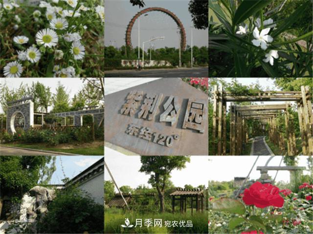 月季名园：常州紫荆公园月季园(图1)