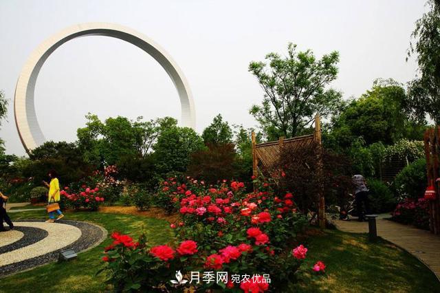 月季名园：常州紫荆公园月季园(图3)