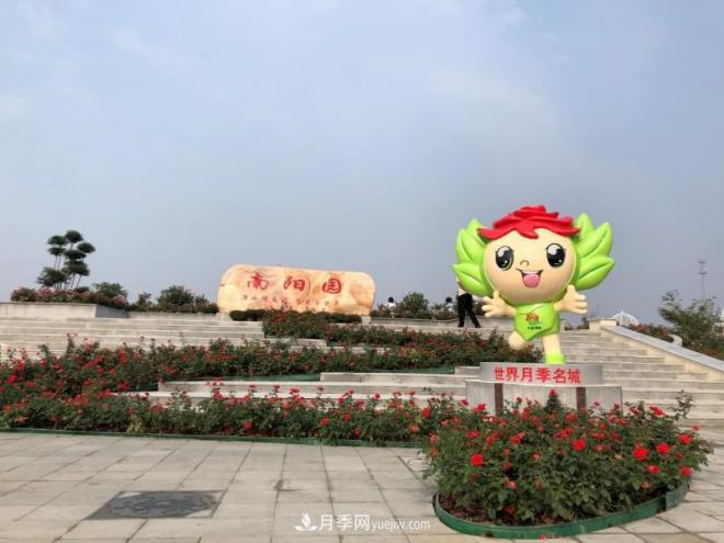 南阳月季在安徽第十届中国月季展览会上大放异彩(图1)