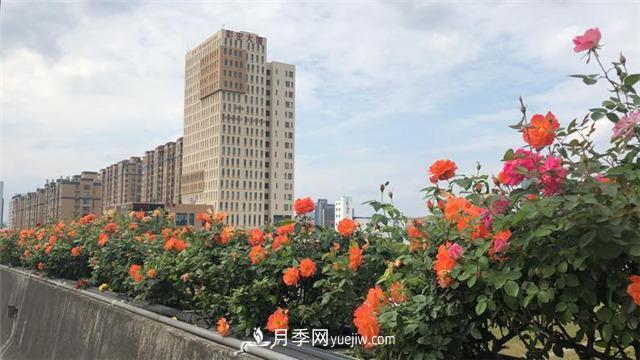杭州高架月季 迎来今年最后的盛花期(图1)