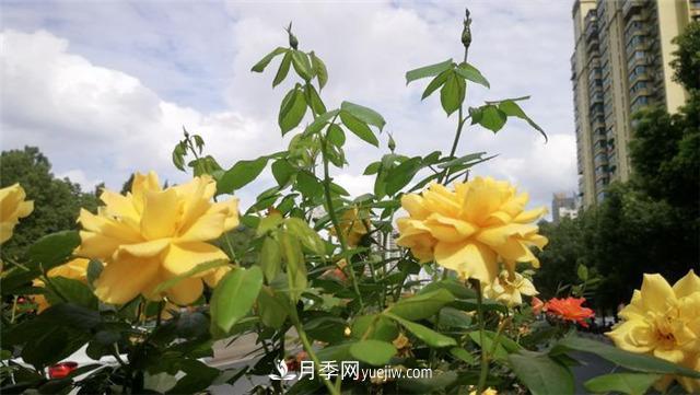 杭州高架月季 迎来今年最后的盛花期(图2)