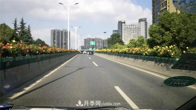 一路花开一路美景 杭州高架月季正当时(图1)