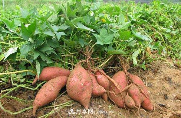 唐河红薯 一个大饱口福的南阳农产品特产品牌(图1)