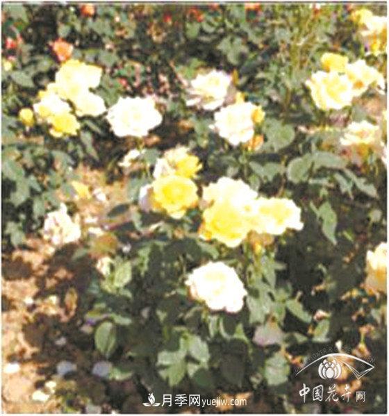 北京什么月季最美最自修 月季专家带您细细品(图16)