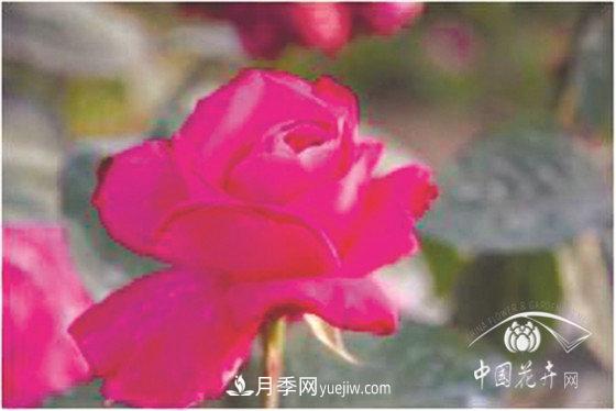 北京什么月季最美最自修 月季专家带您细细品(图17)