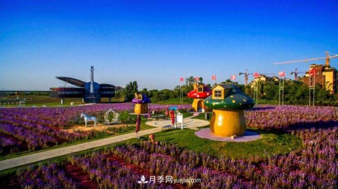 河南洛阳“梦幻公园”走红，超30种花卉还有游乐场(图1)