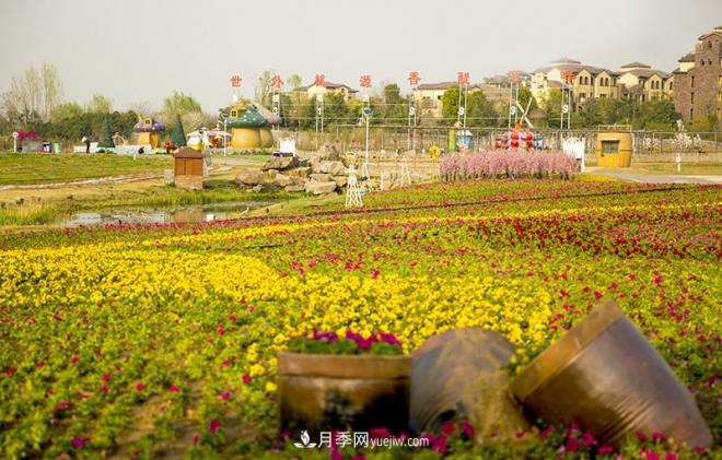 河南洛阳“梦幻公园”走红，超30种花卉还有游乐场(图4)